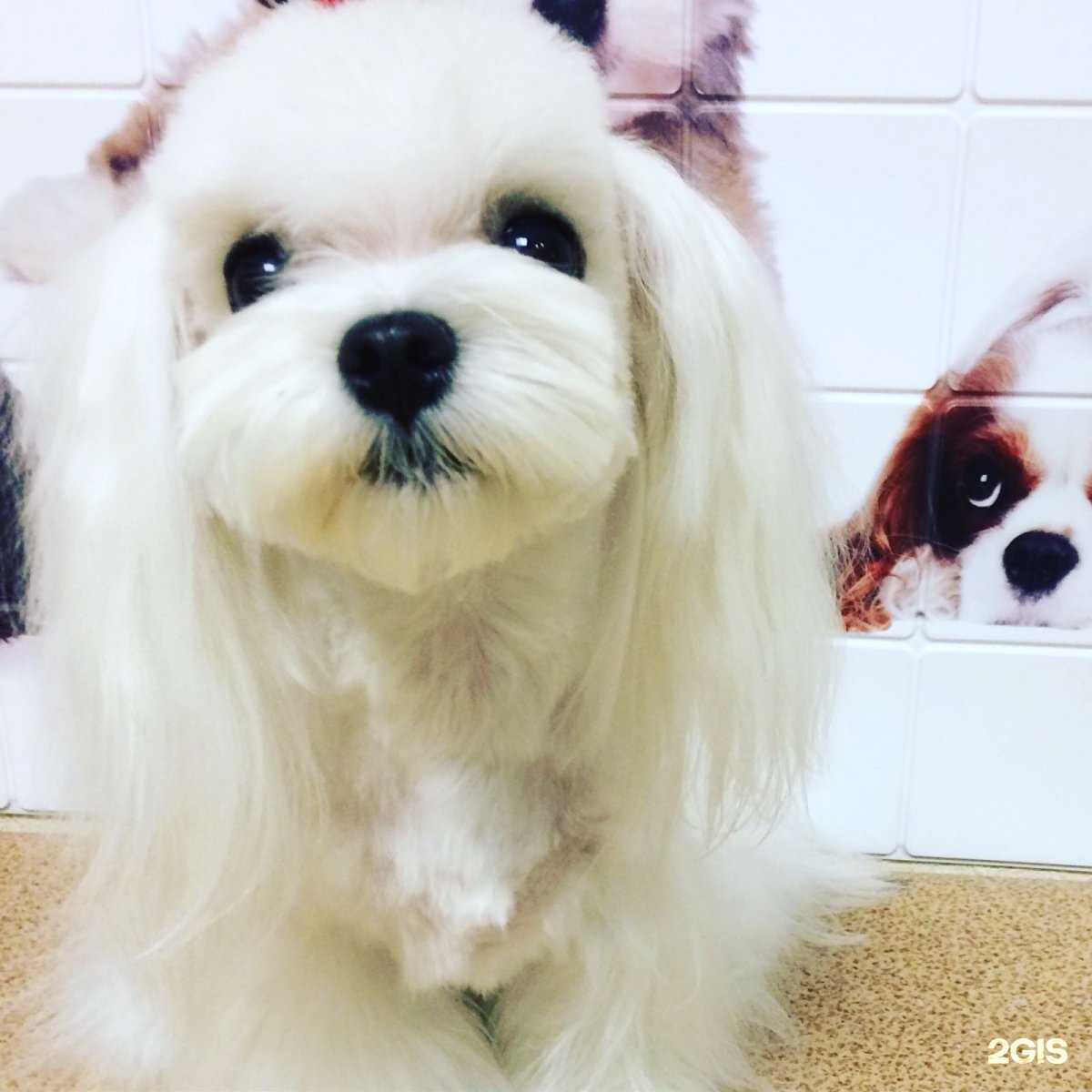 Отзывы на компанию ЗооДоктор в г. Нижневартовск c фото