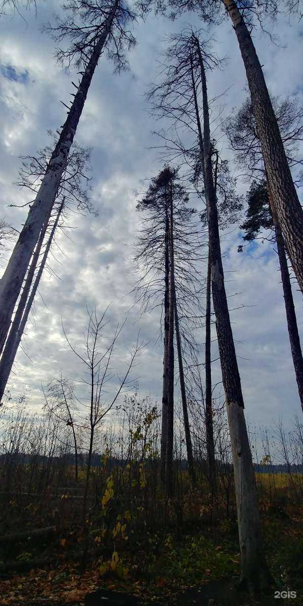 Отзывы на компанию Березка в Балашихе c фото - фотография 2 из 2