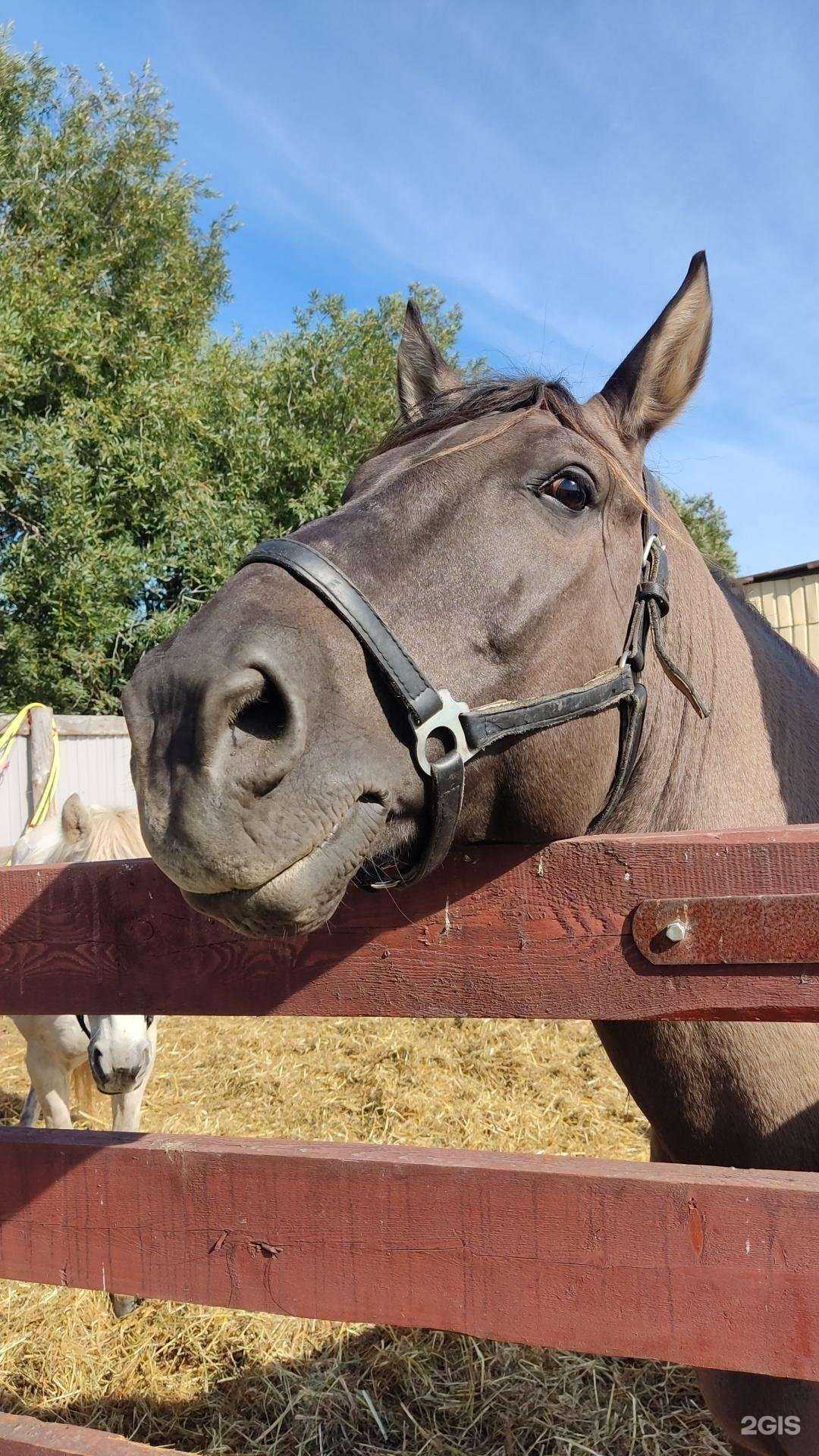 Отзывы на компанию Лошадки в Петропавловске-Камчатском c фото - фотография 2 из 2