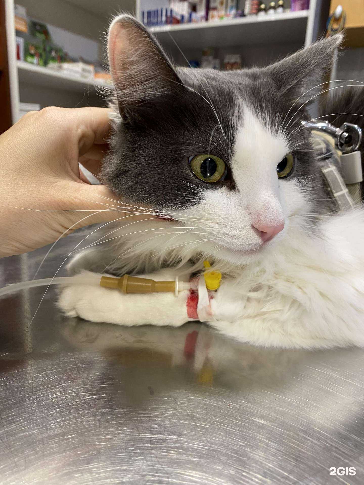 Отзывы на компанию Мурвет в г. Казань c фото