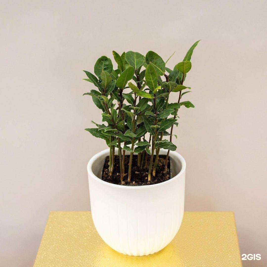 Отзывы на компанию Flora home в Уссурийске c фото