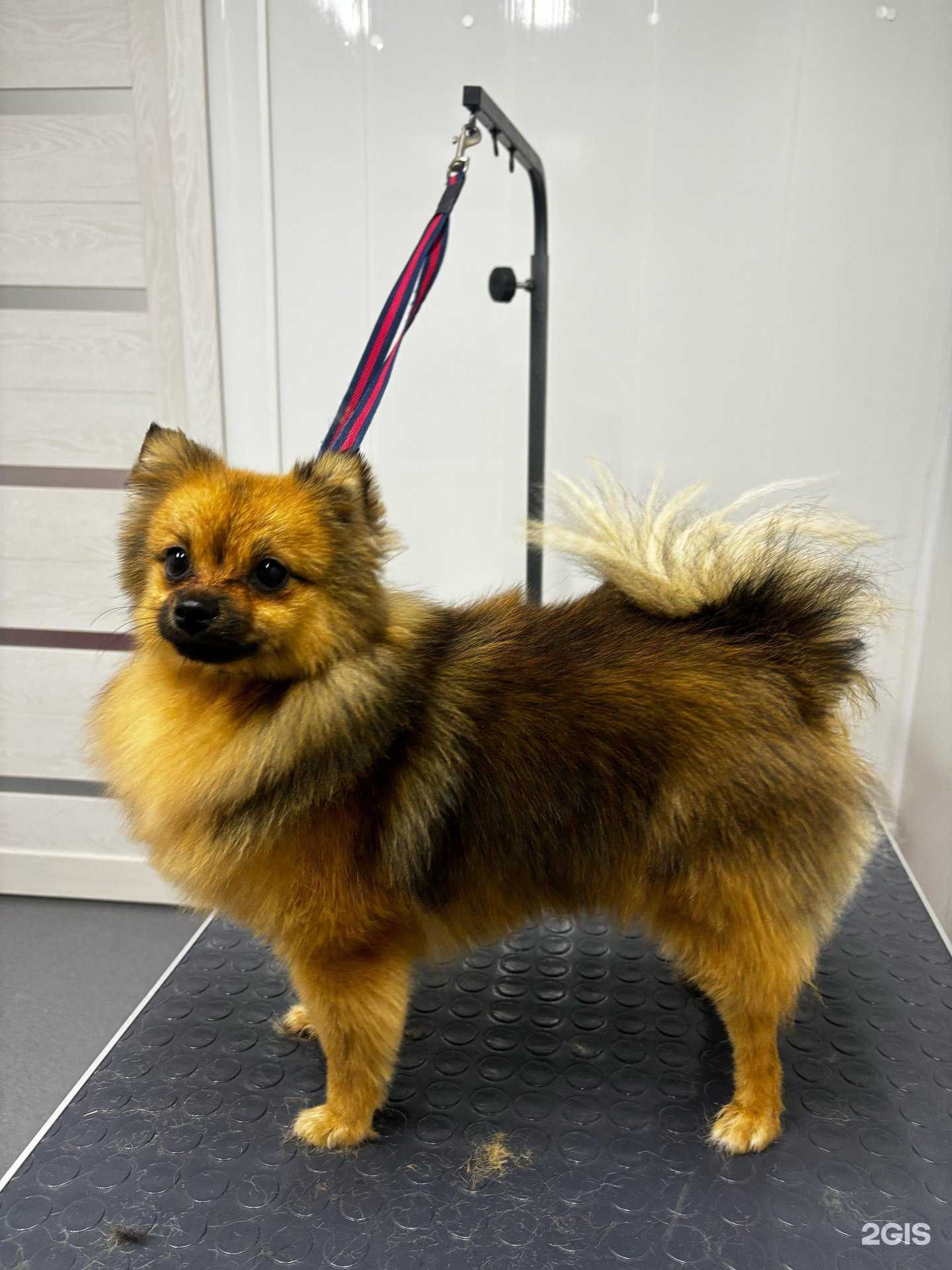 Отзывы на компанию Васька. groom в г. Магнитогорск c фото