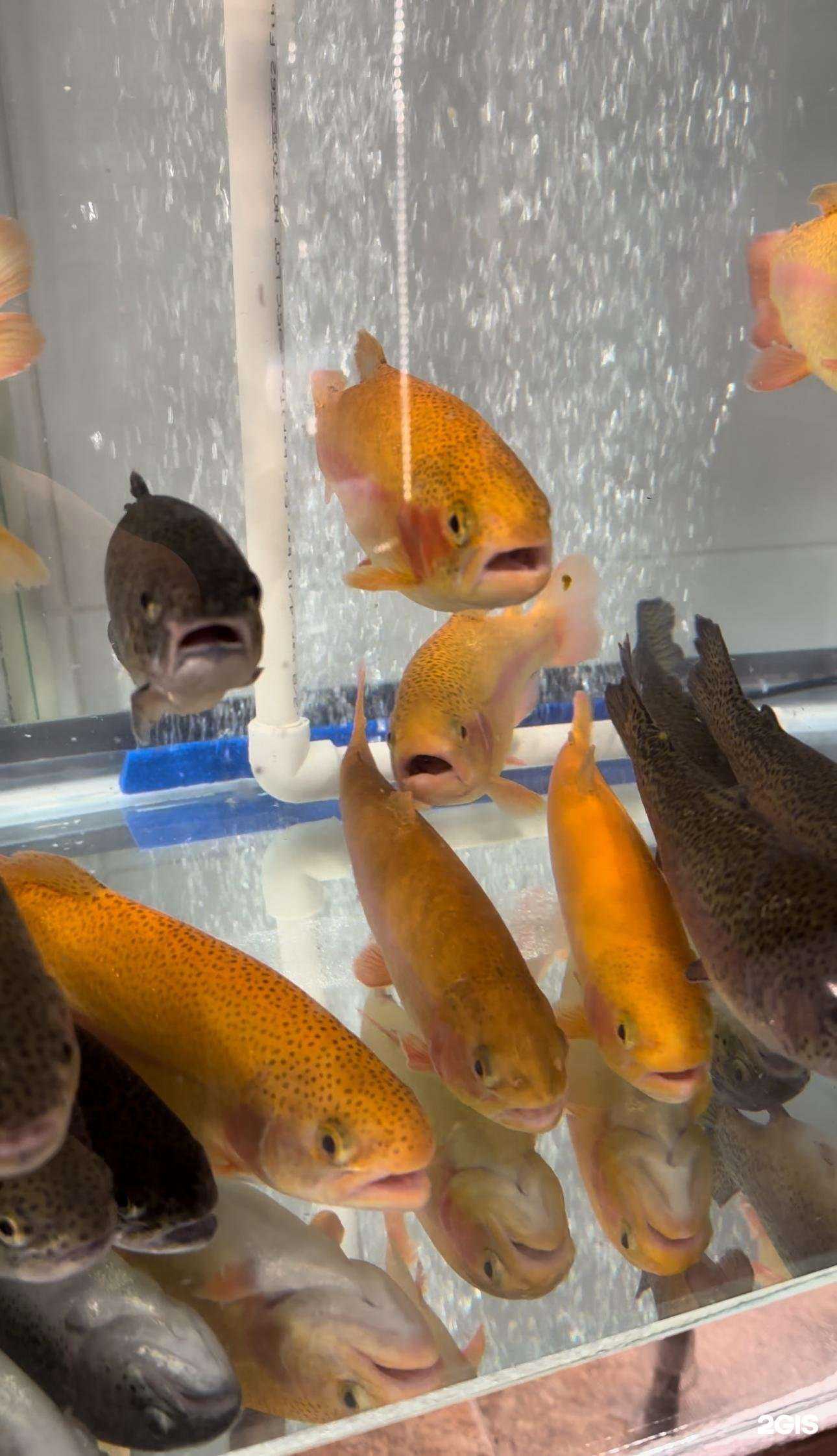 Отзывы на компанию Fish Shop в Сочи c фото