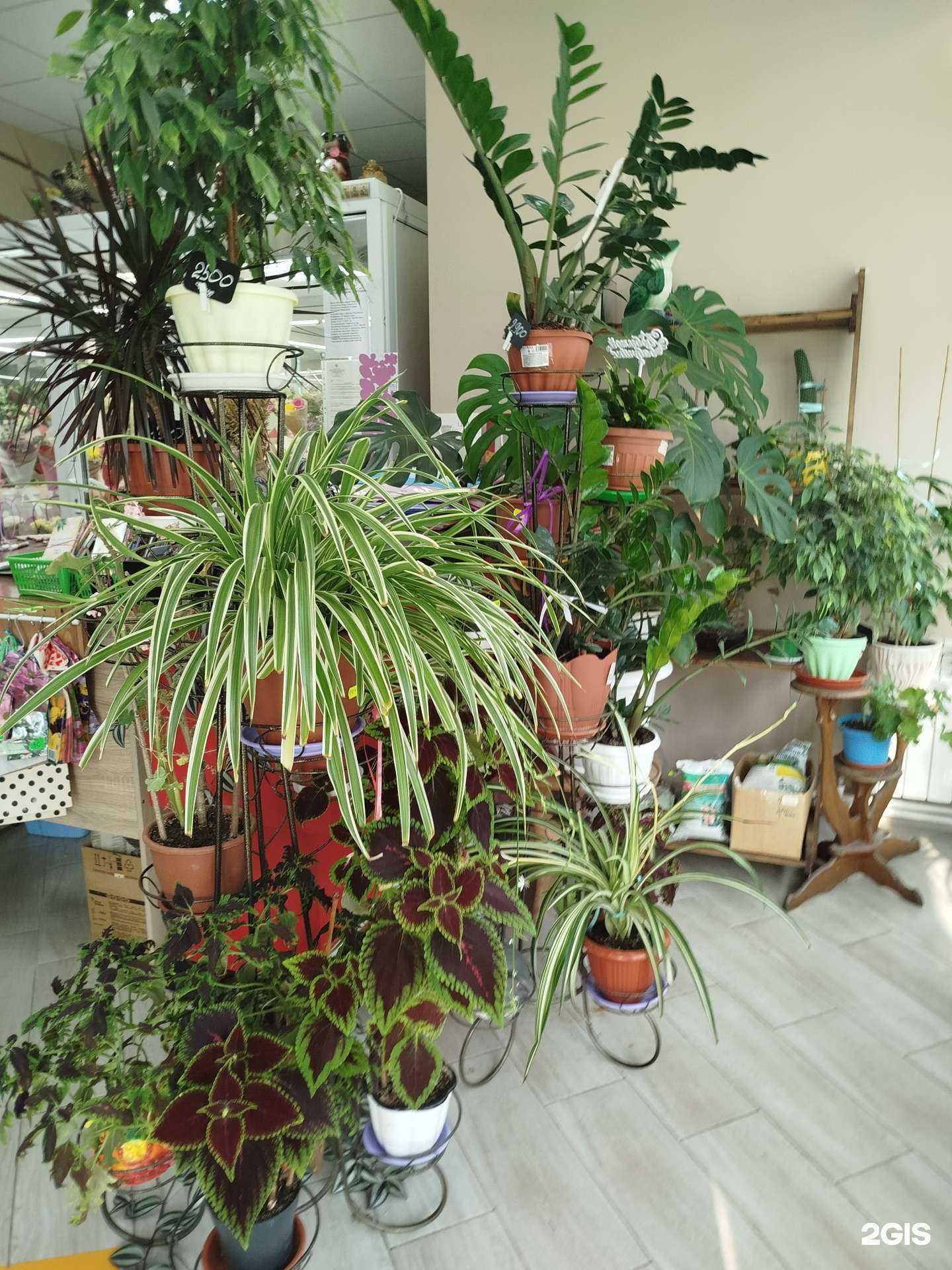 Отзывы на компанию Магазин цветов в Нижнем Новгороде c фото