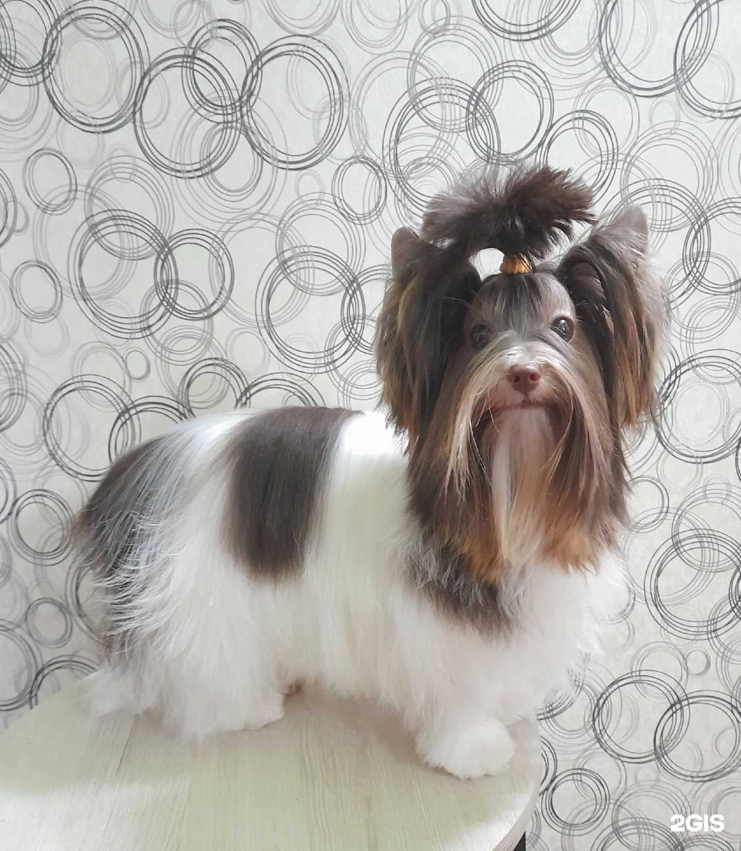 Отзывы на компанию Хороший грумер в Северодвинске c фото