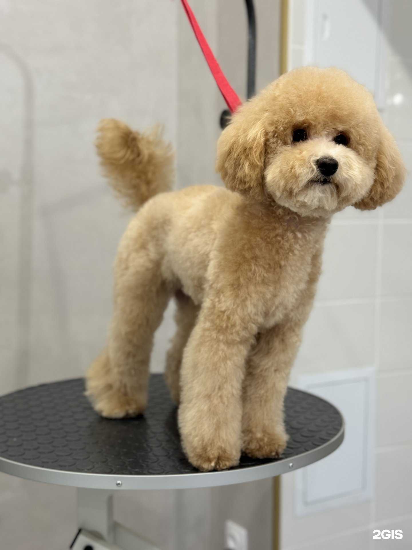 Отзывы на компанию MiniGroom в г. Волжский c фото