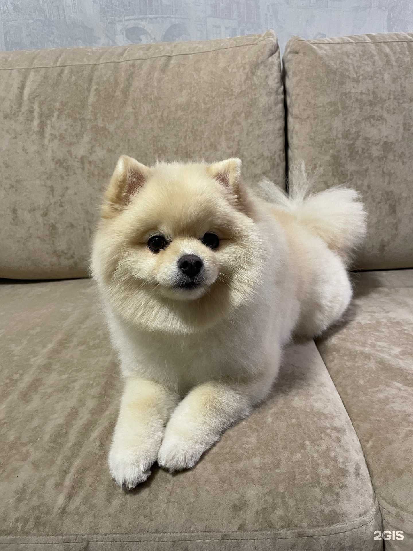 Отзывы на компанию Довольный барбос в Кирове c фото