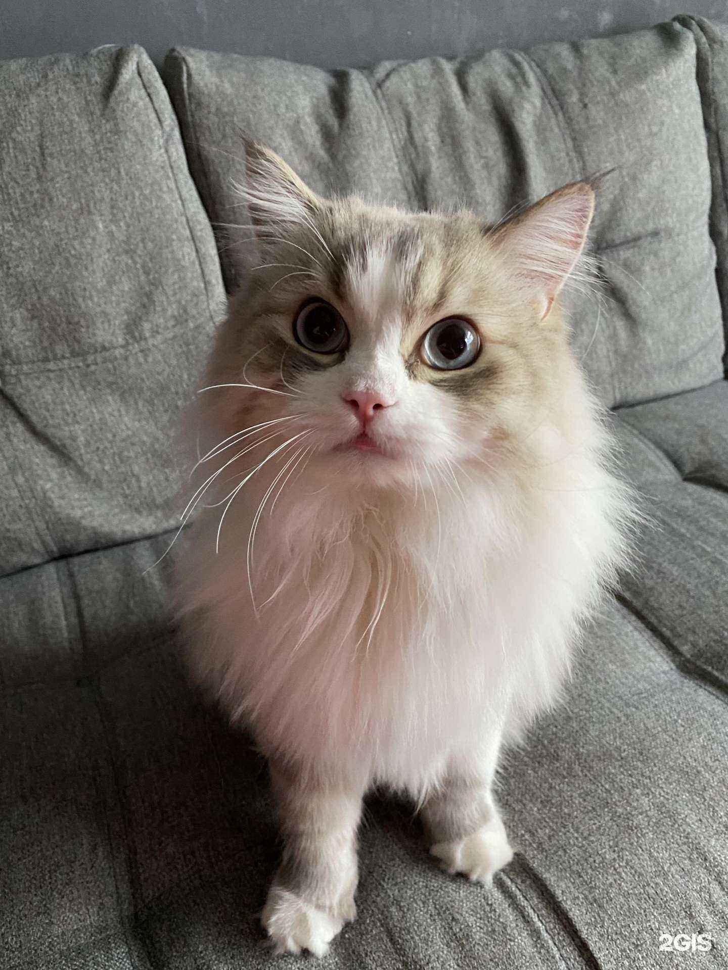 Отзывы на компанию ГрумПи в Ульяновске c фото