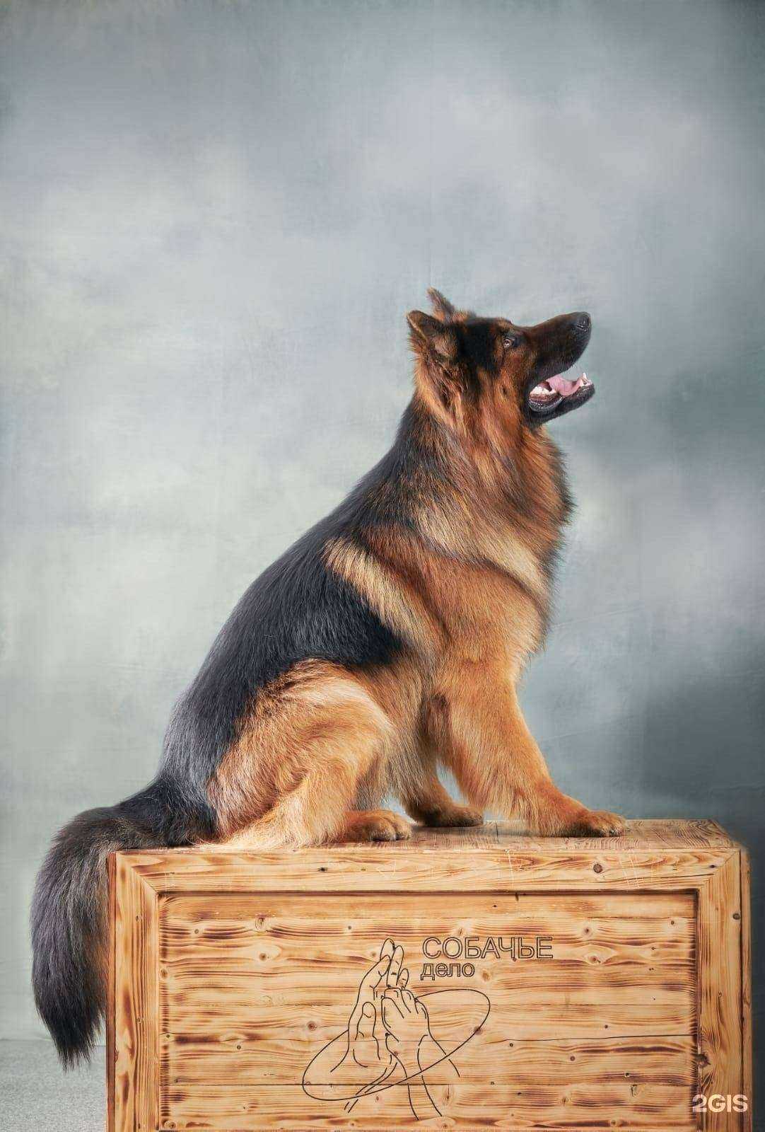 Отзывы на компанию Наше дело собачье в г. Бийск c фото