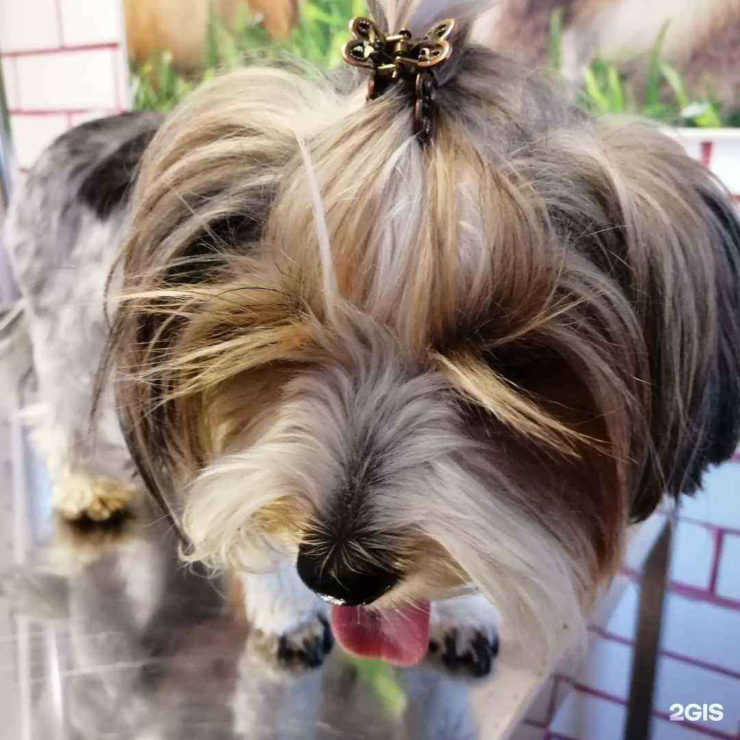 Отзывы на компанию Приемная доктора Айболита в г. Воронеж c фото