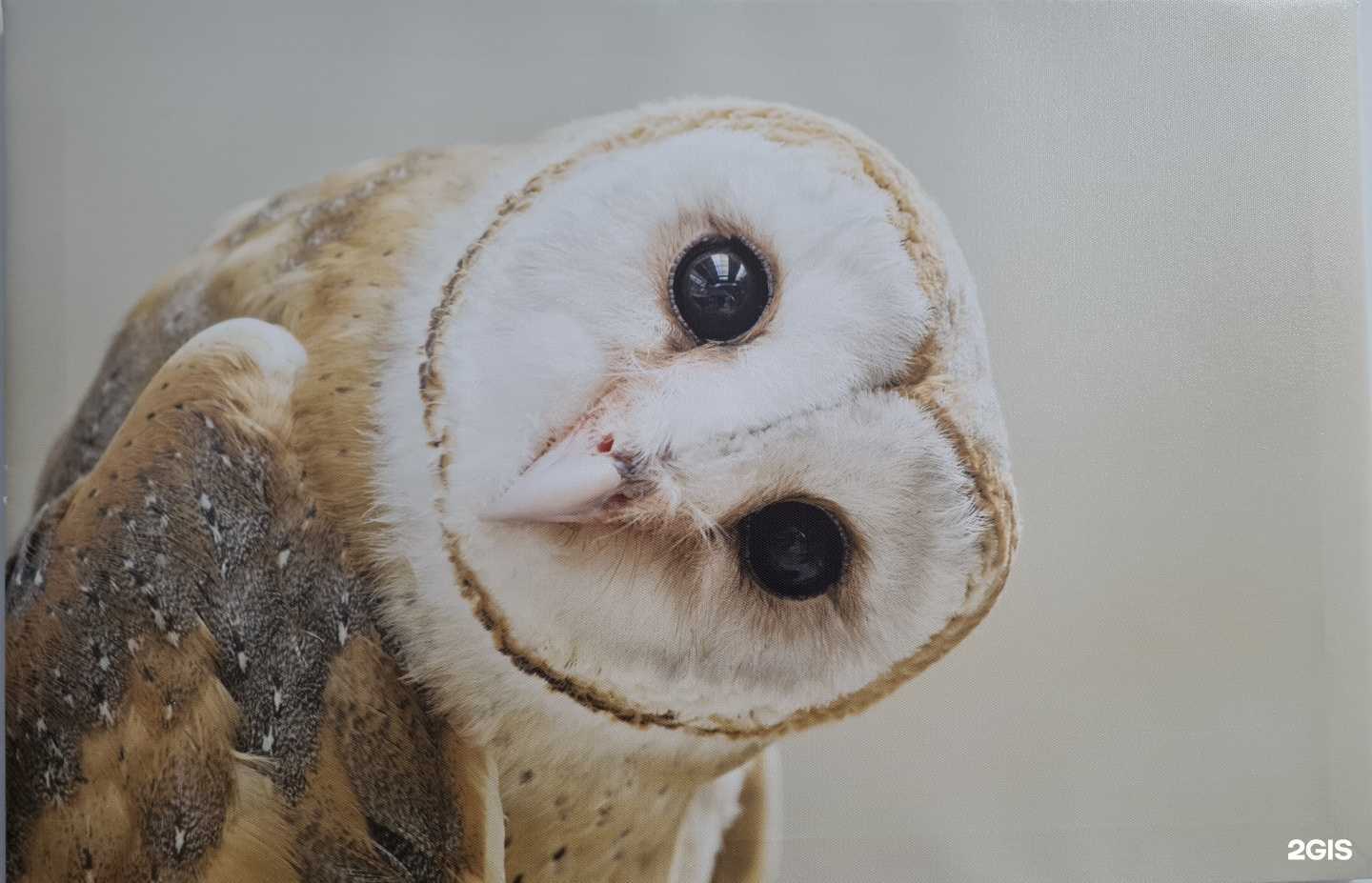 Отзывы на компанию Cова-Спа в г. Омск c фото