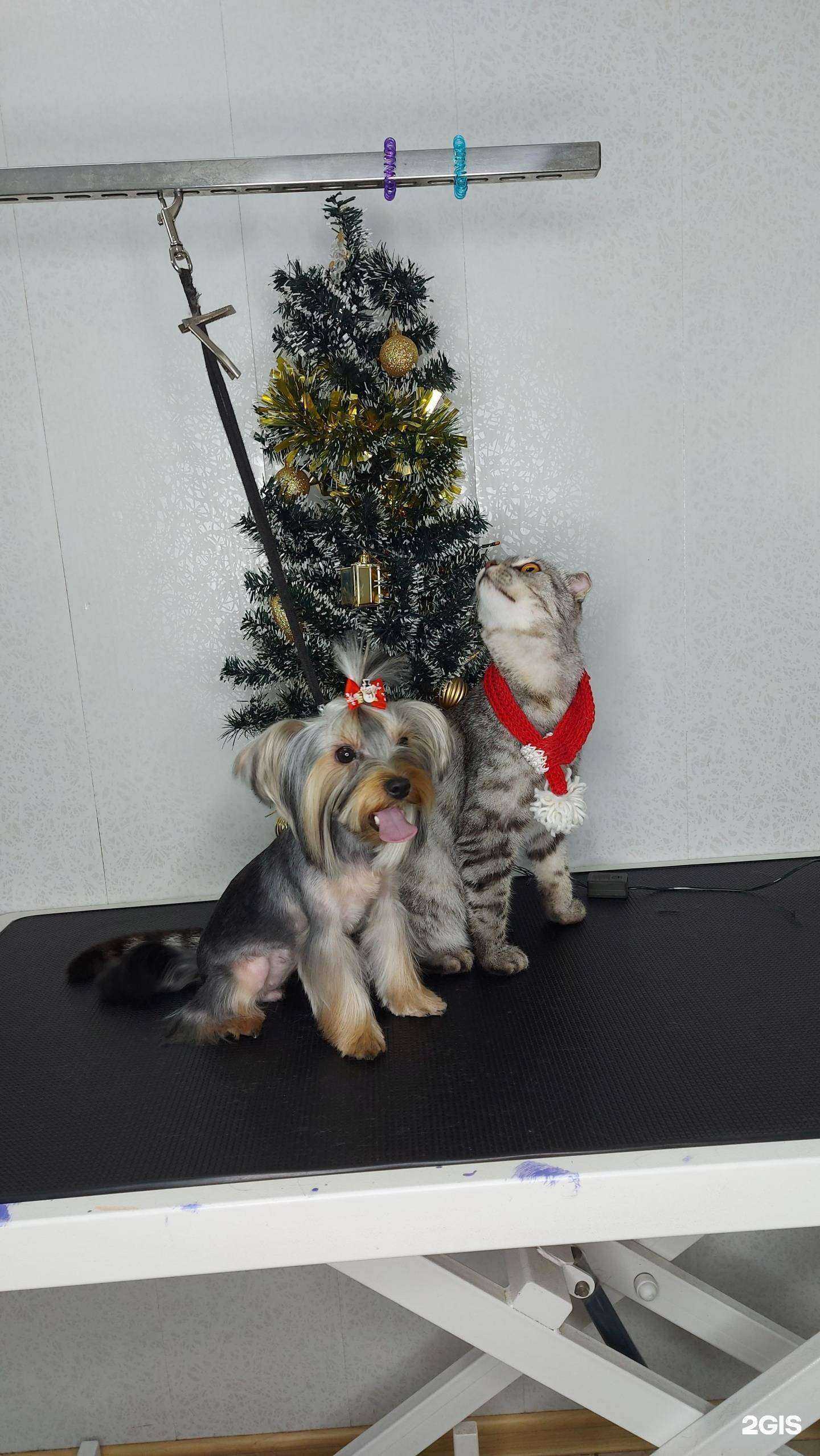 Отзывы на компанию Четыре лапы в Бийске c фото