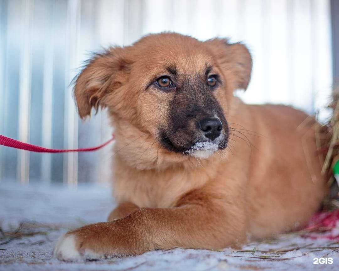 Отзывы на компанию Добрый пёс в г. Хабаровск c фото