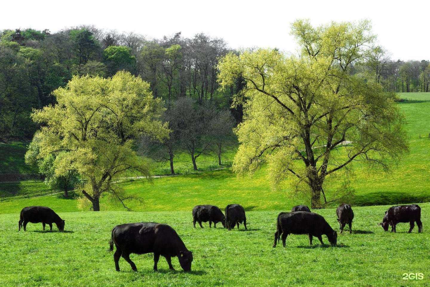 Отзывы на компанию Primebeef Boutique в г. Воронеж c фото