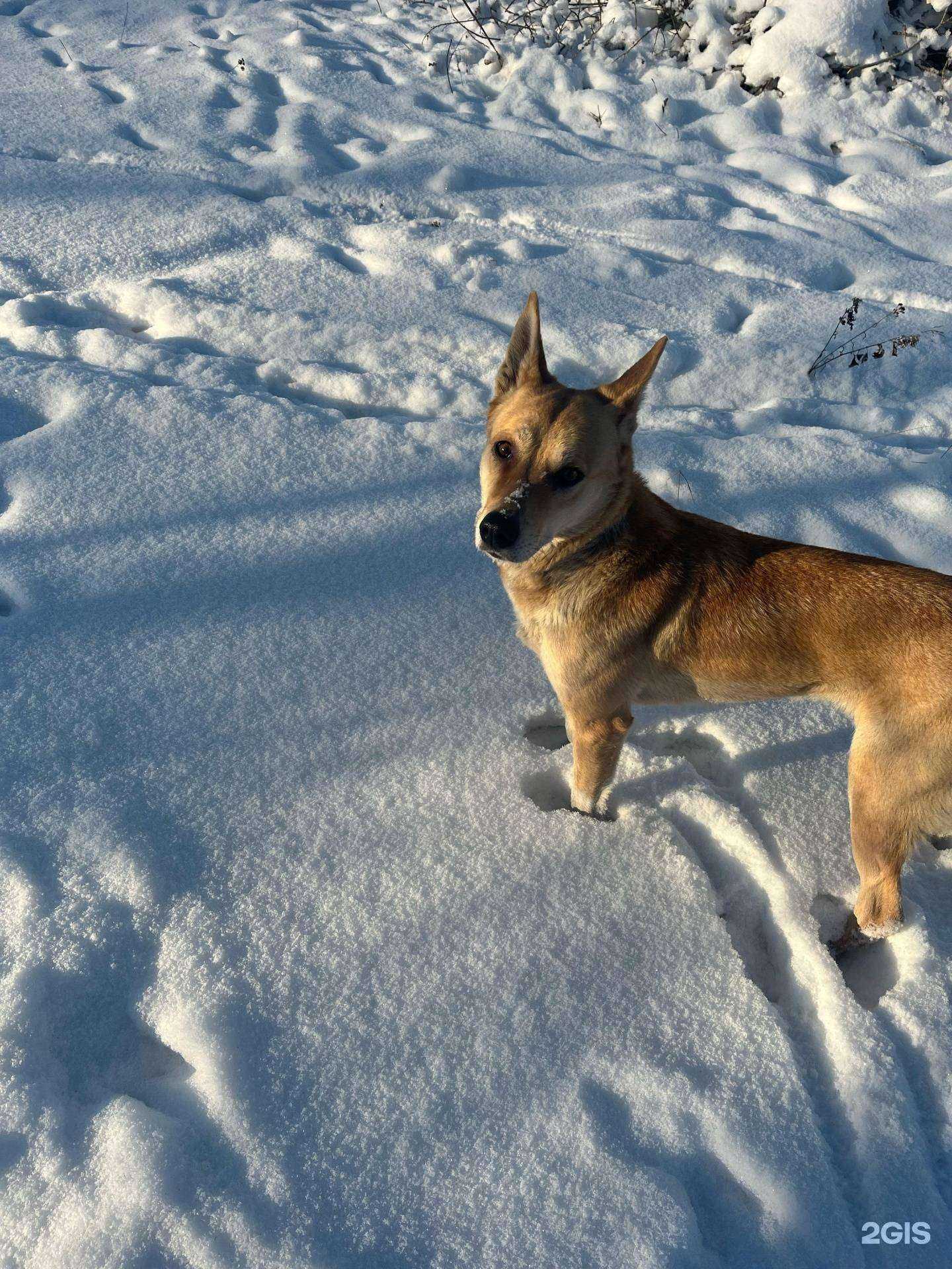 Отзывы на компанию Зооветмедика в г. Ачинск c фото