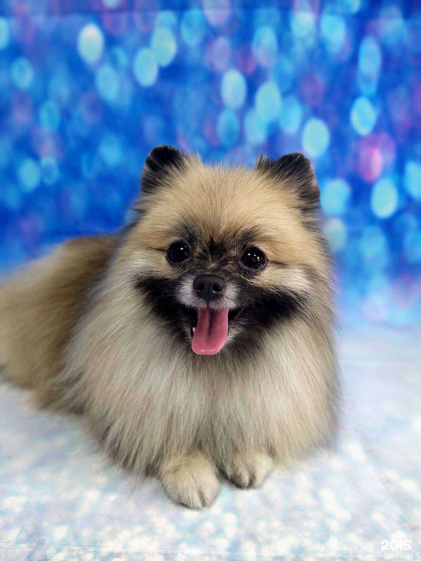 Отзывы на компанию Archibald в Новокузнецке c фото