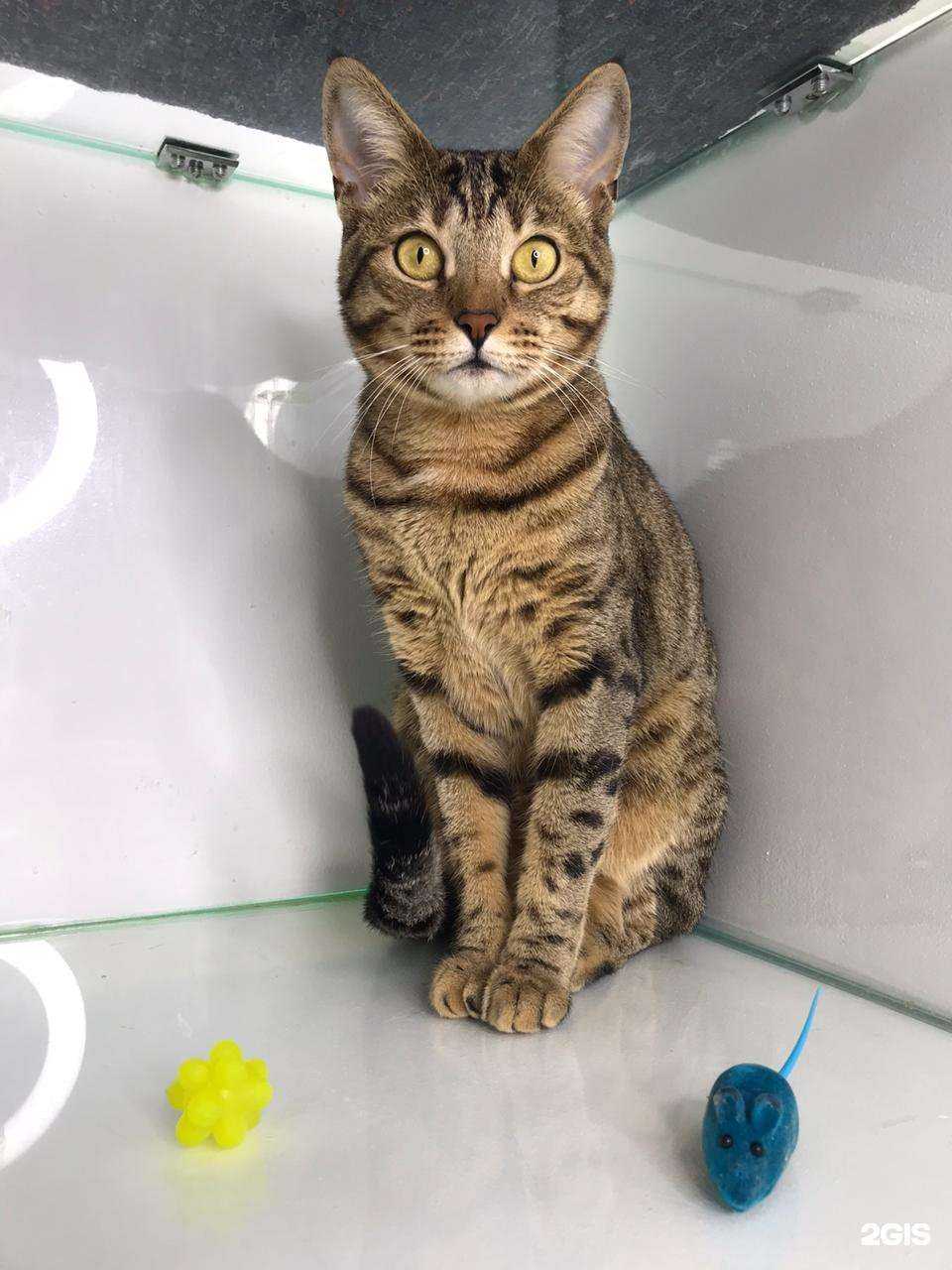 Отзывы на компанию Хвостатые гости в г. Краснодар c фото