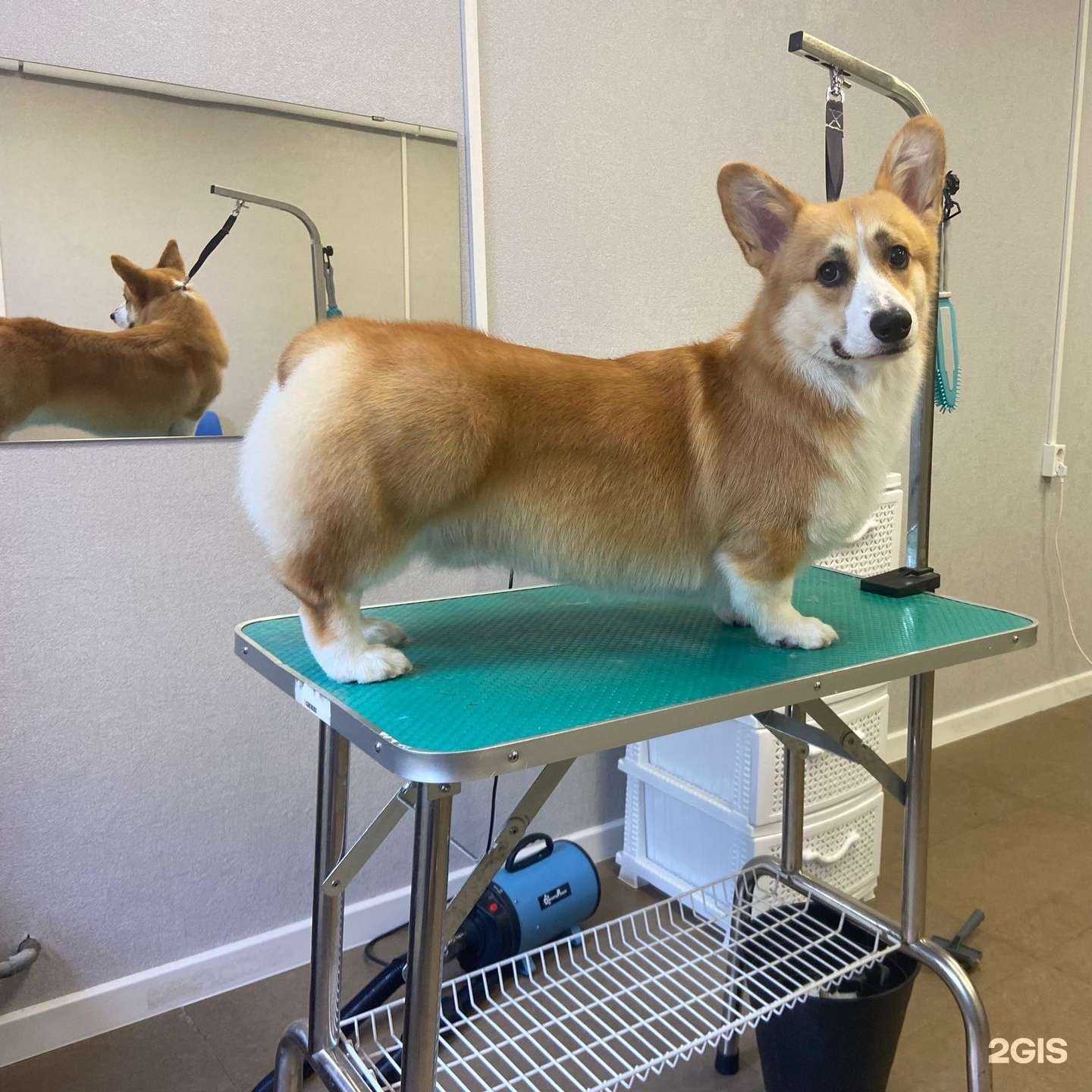 Отзывы на компанию kub_groom в Краснодаре c фото