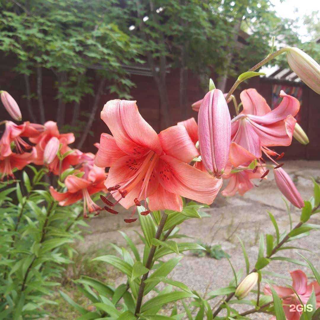 Отзывы на компанию Chillax relax&banya в Артёме c фото