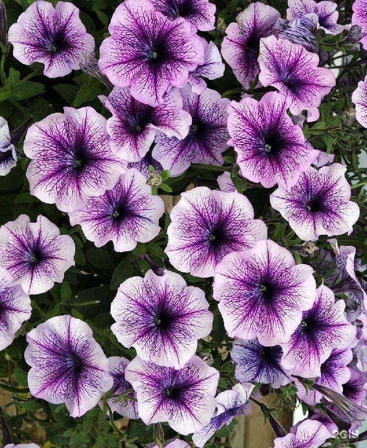 Отзывы на компанию Агросемфонд в Нижнем Новгороде c фото