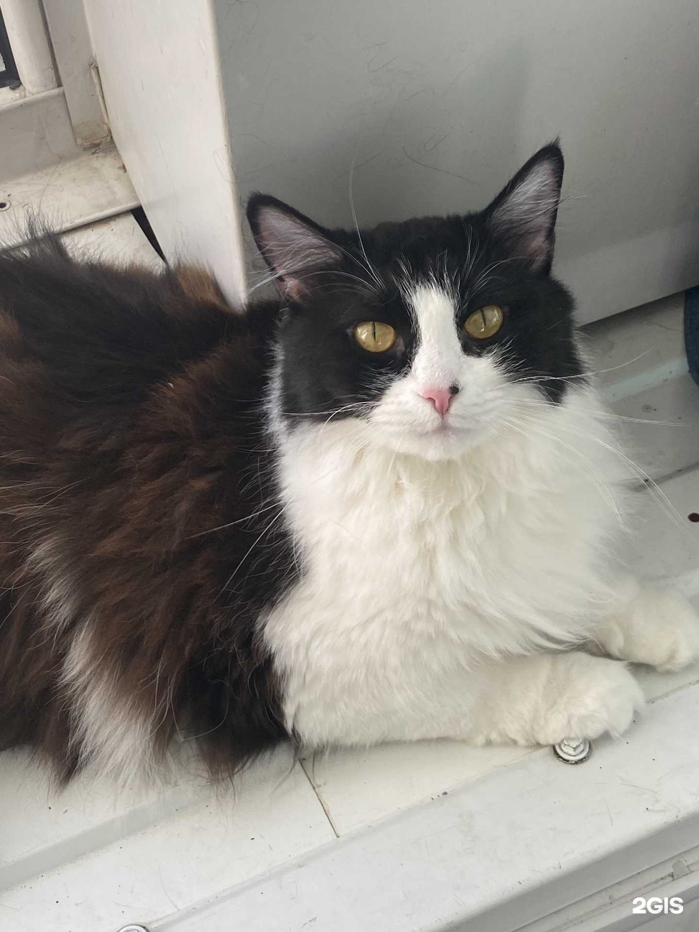 Отзывы на компанию Городской приют для бездомных животных в Ноябрьске c фото