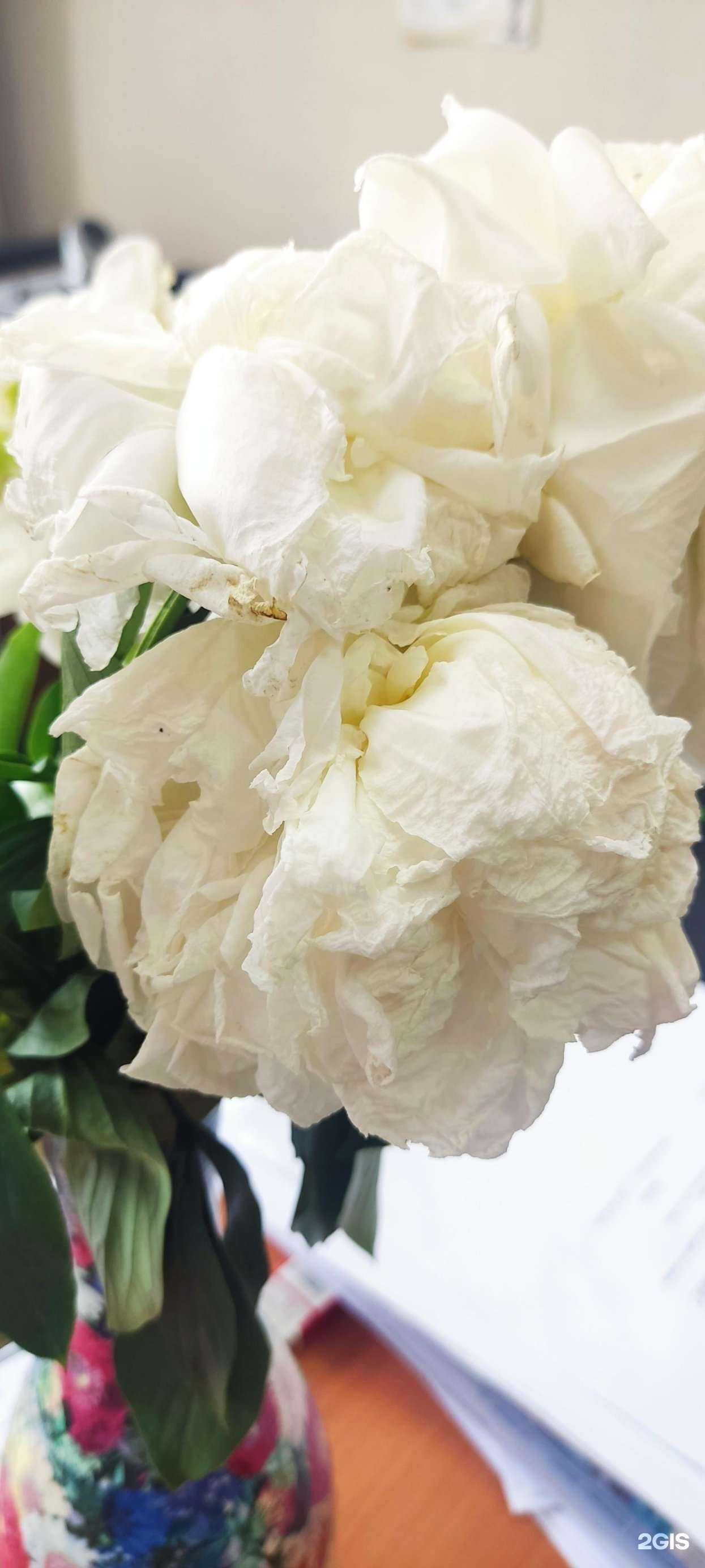 Отзывы на компанию Kiara Fleur в Южно-Сахалинске c фото