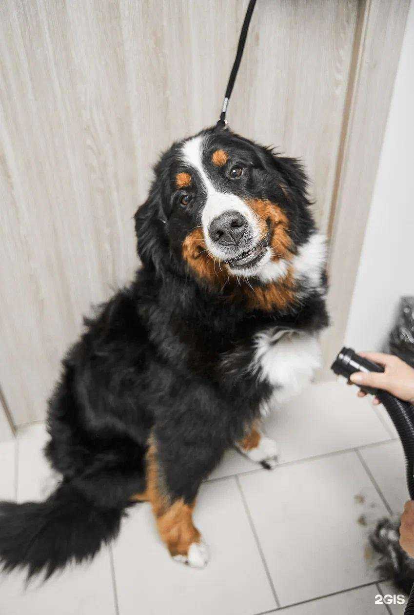 Отзывы на компанию ВертиХвостик в Омске c фото