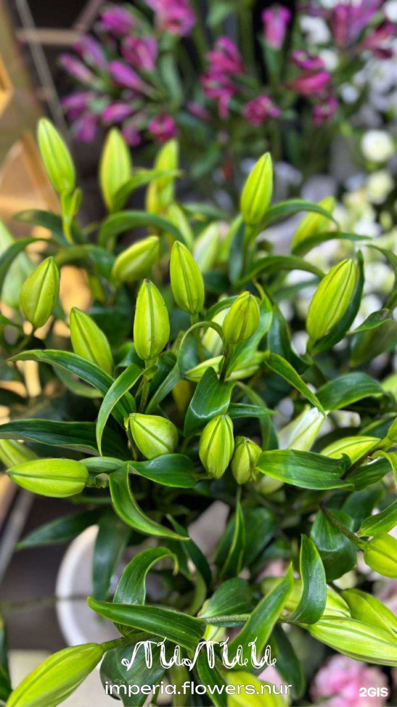 Отзывы на компанию Imperia flowers в Новом Уренгое c фото