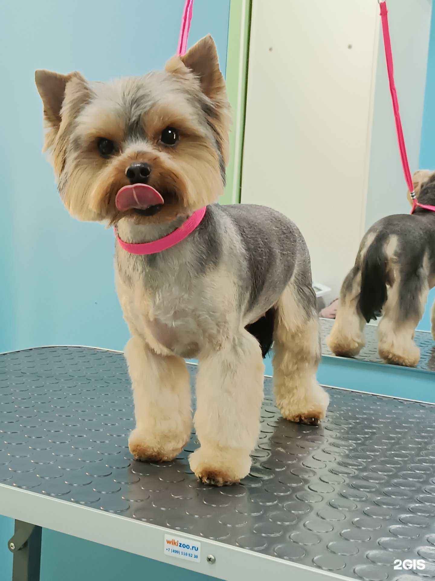 Отзывы на компанию Хвостунишка в г. Новосибирск c фото