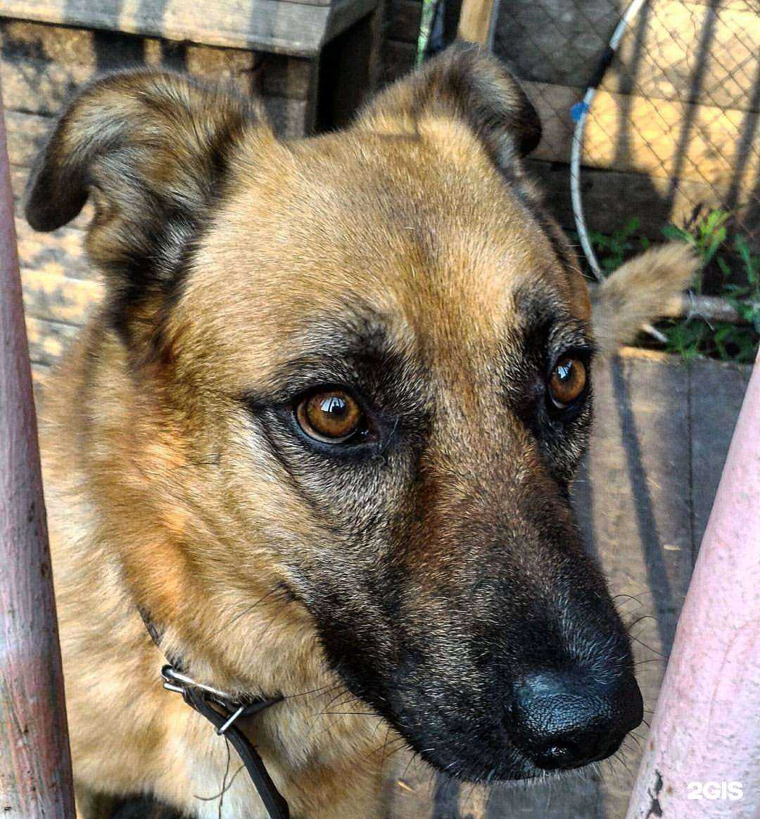 Отзывы на компанию Ветеринарный центр доктора Угрюмова в Барнауле c фото