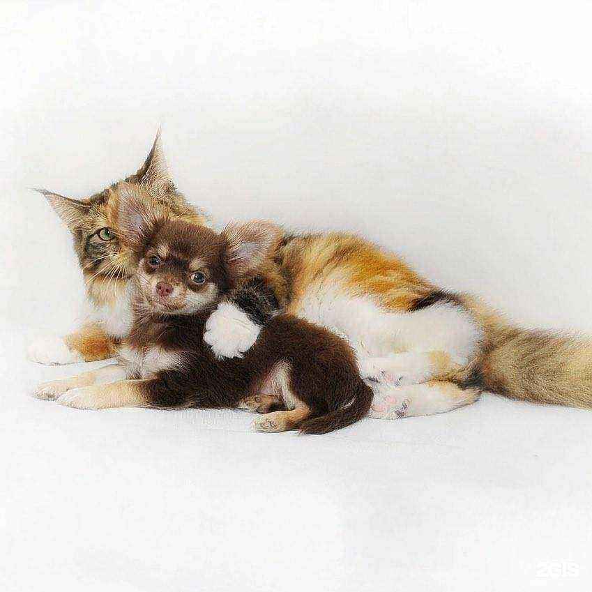 Отзывы на компанию Зоомагия в г. Сочи c фото