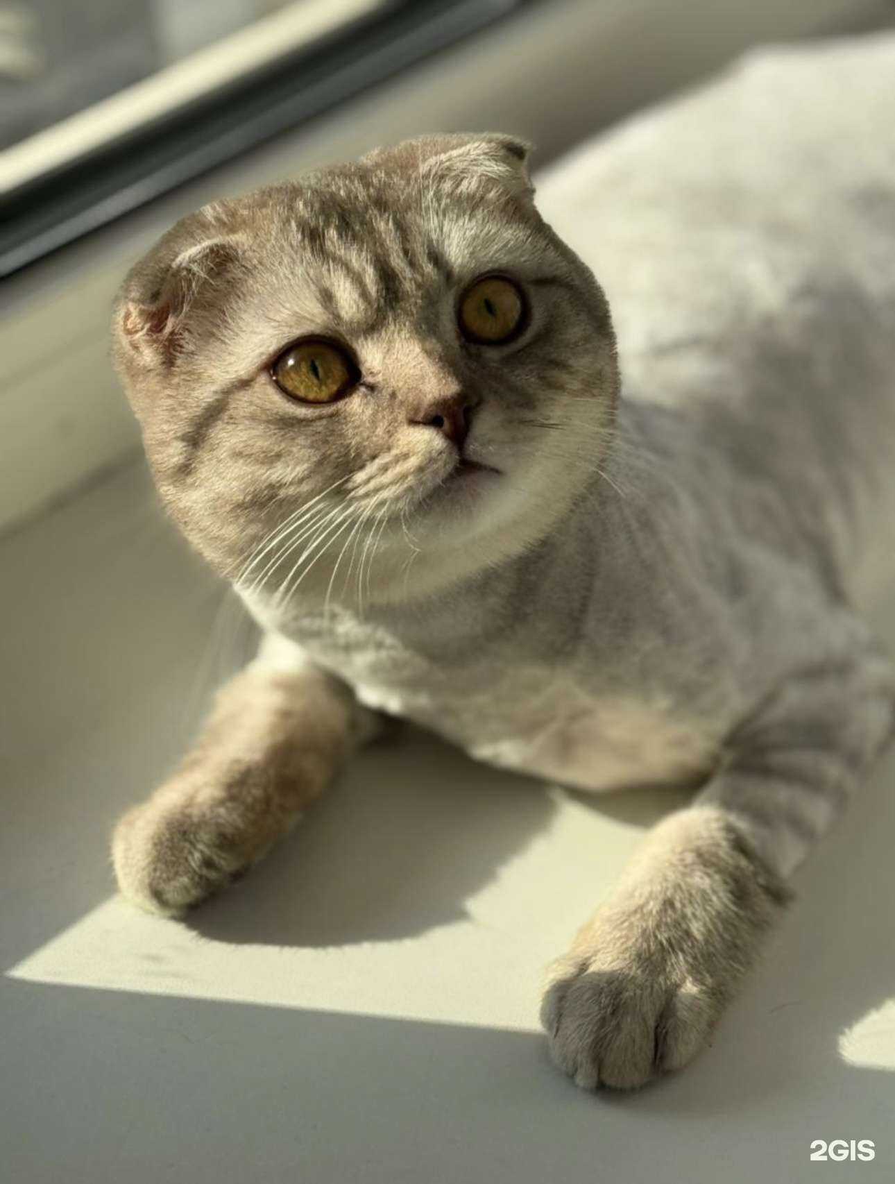 Отзывы на компанию Bastet Groom в Владивостоке c фото