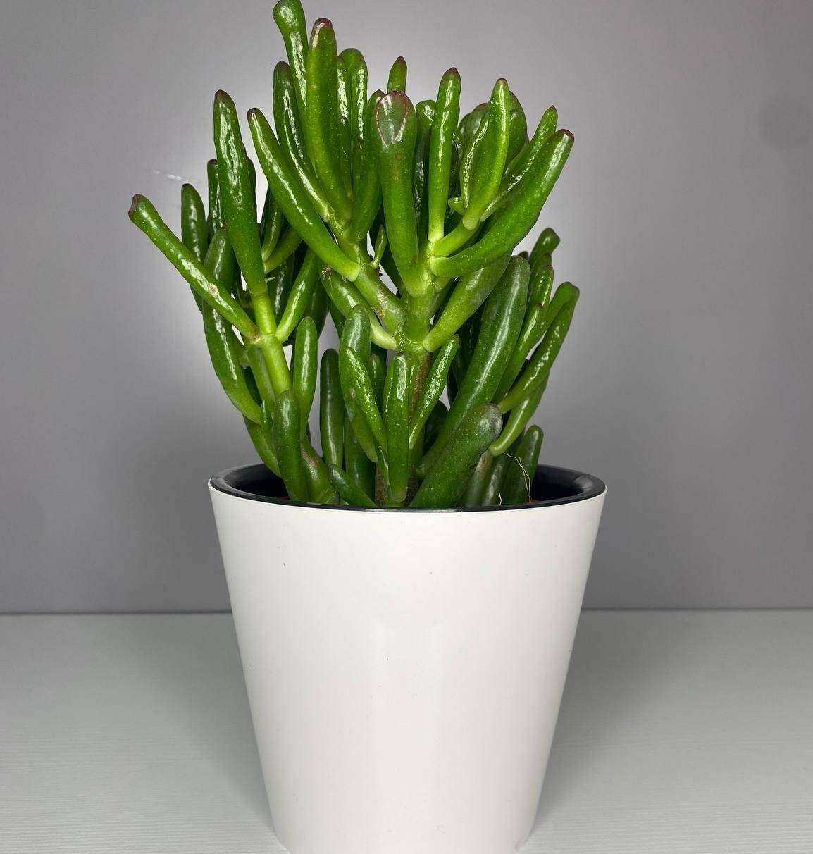 Отзывы на компанию Город цветов в Красноярске c фото