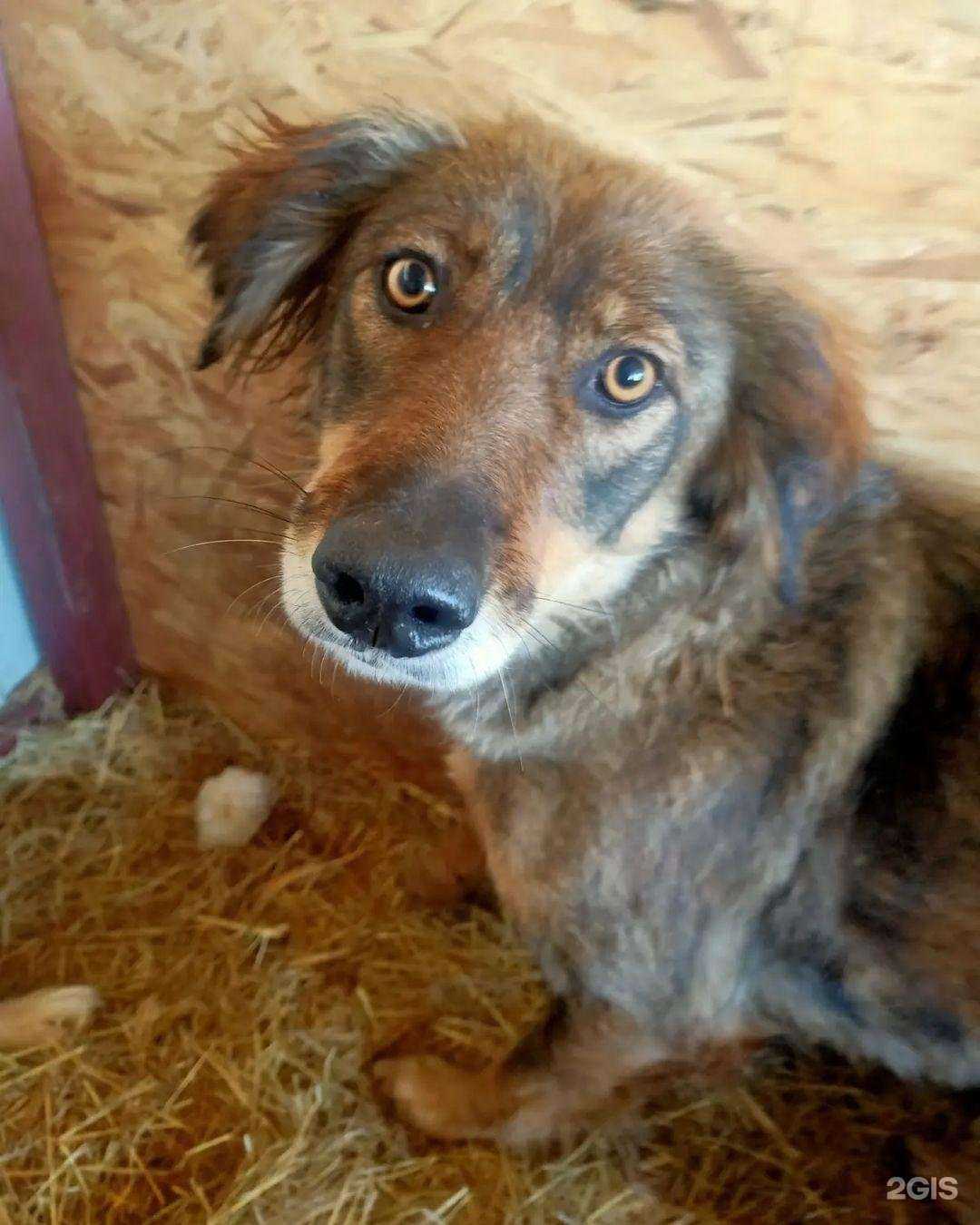 Отзывы на компанию Отлов 64 в г. Саратов c фото