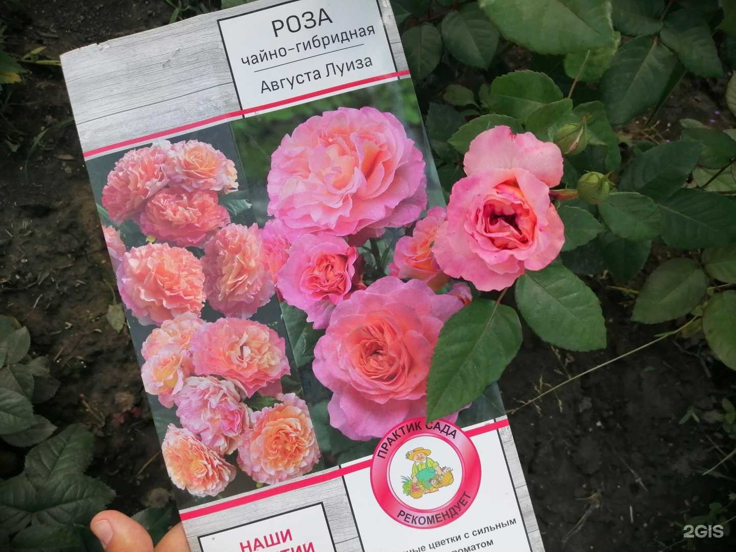 Отзывы на компанию Цветущий Сад в г. Новосибирск c фото