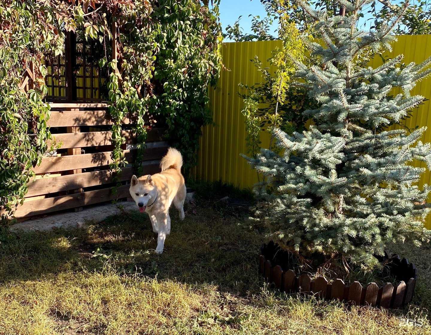 Отзывы на компанию Собачкина Дача в г. Самара c фото