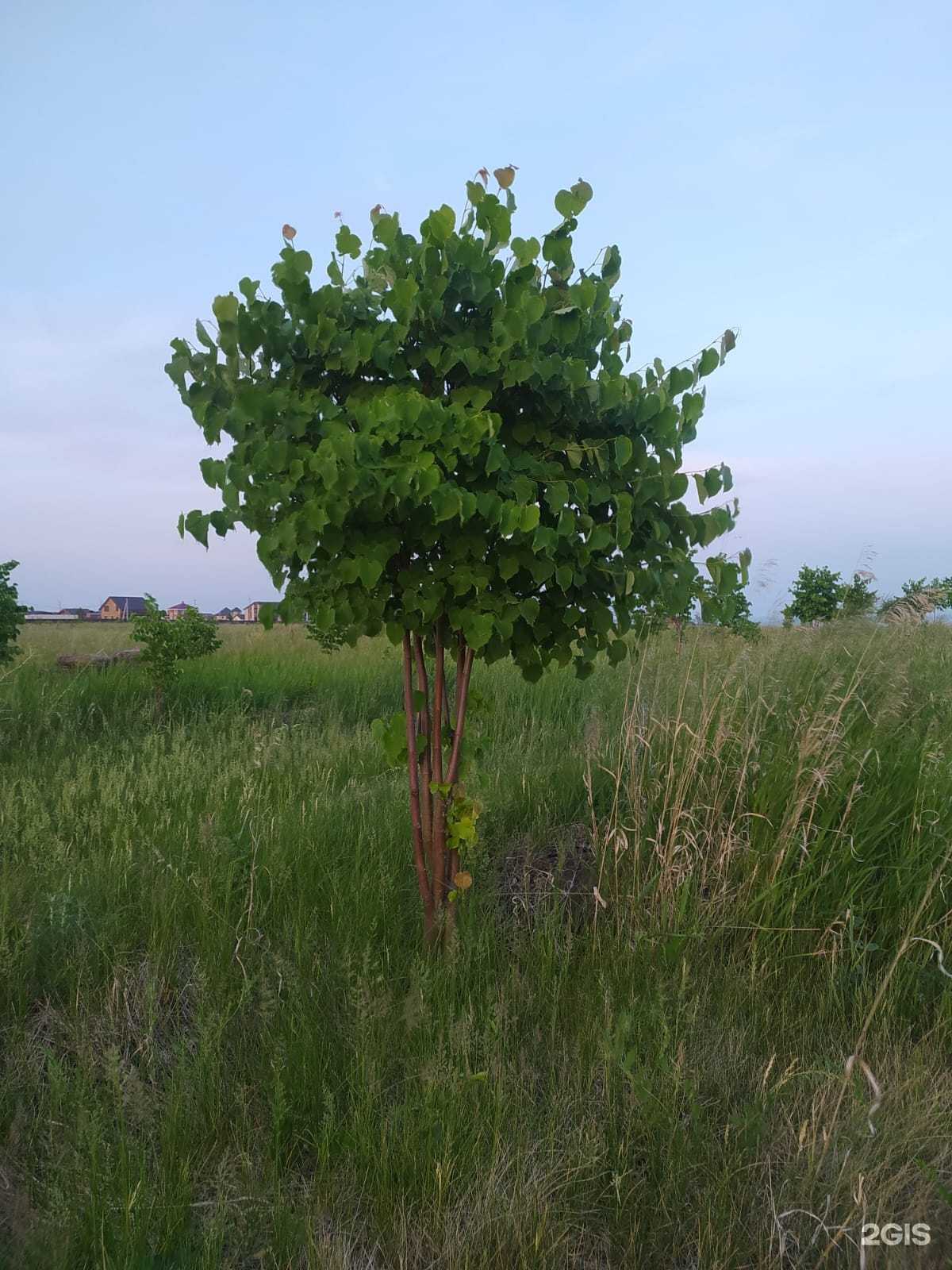 Отзывы на компанию Новосибирский питомник саженцев и деревьев в г. Новосибирск c фото