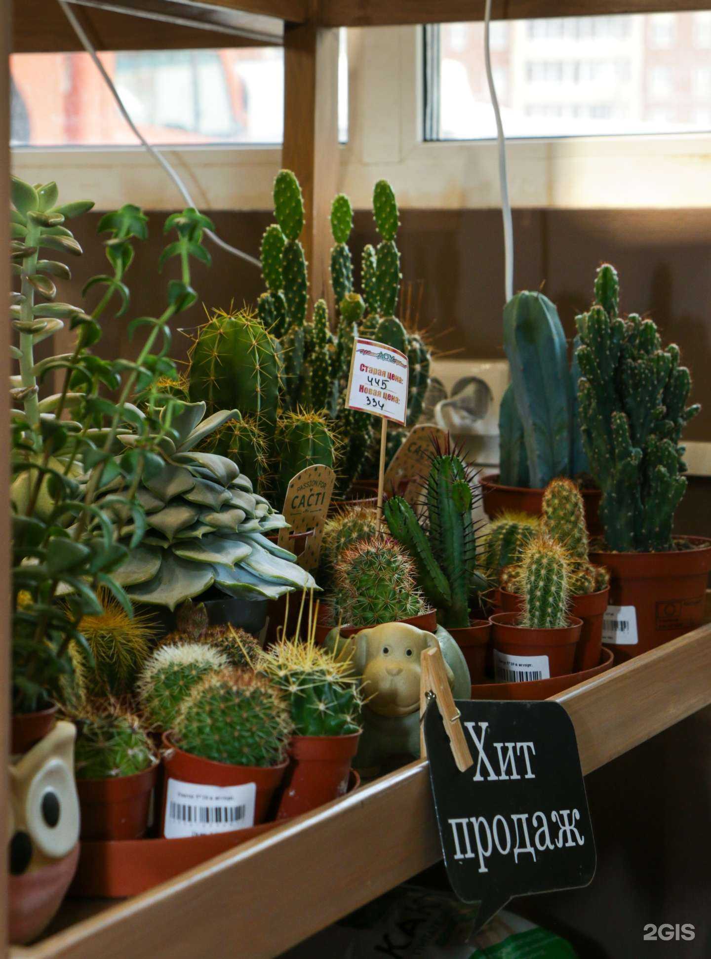 Отзывы на компанию Дом Цветов в Вологде c фото