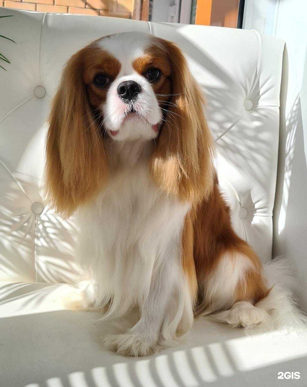 Отзывы на компанию Зоостиль59 в Перми c фото