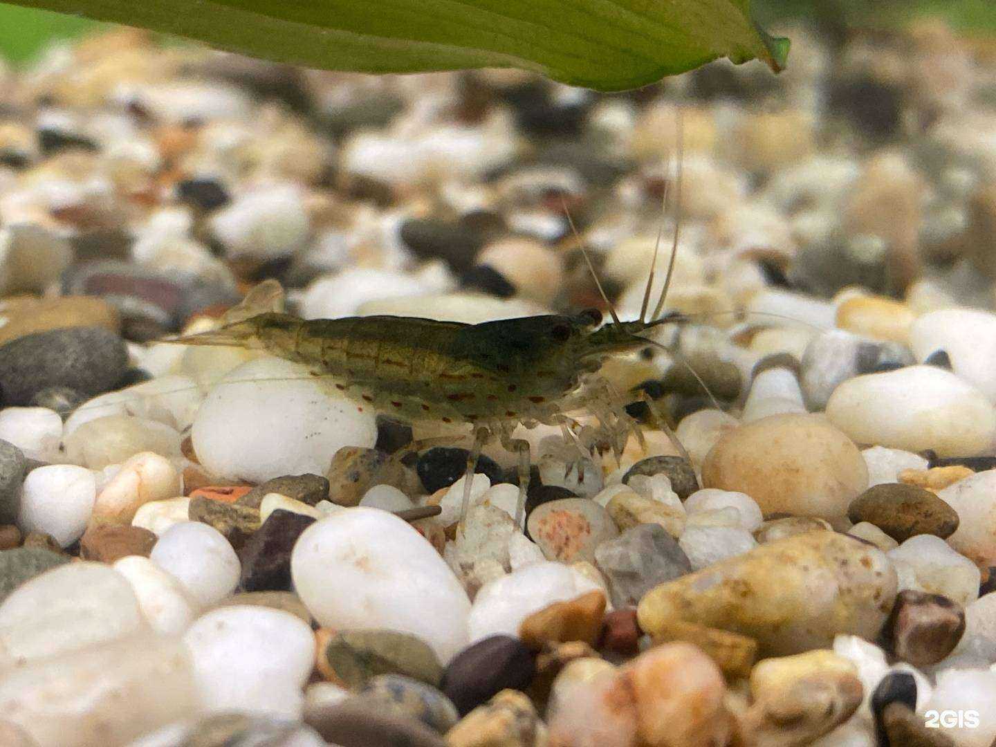 Отзывы на компанию Аквариум в Тольятти c фото