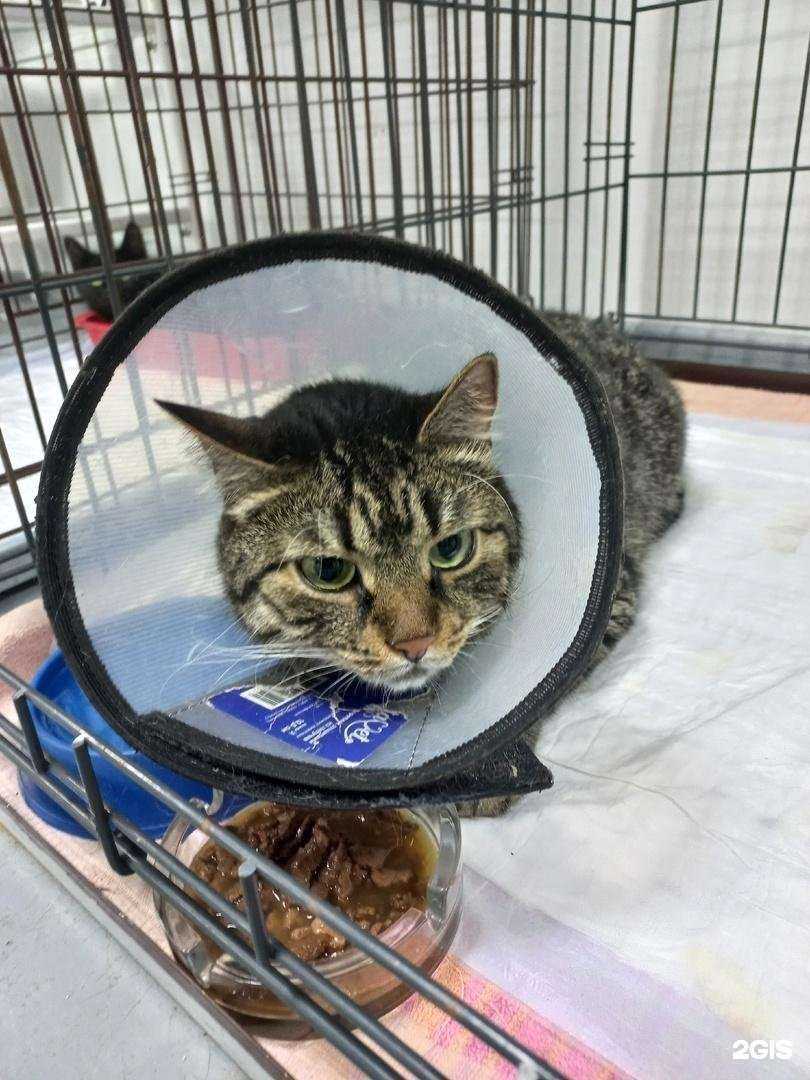 Отзывы на компанию Волкавет в Прокопьевске c фото