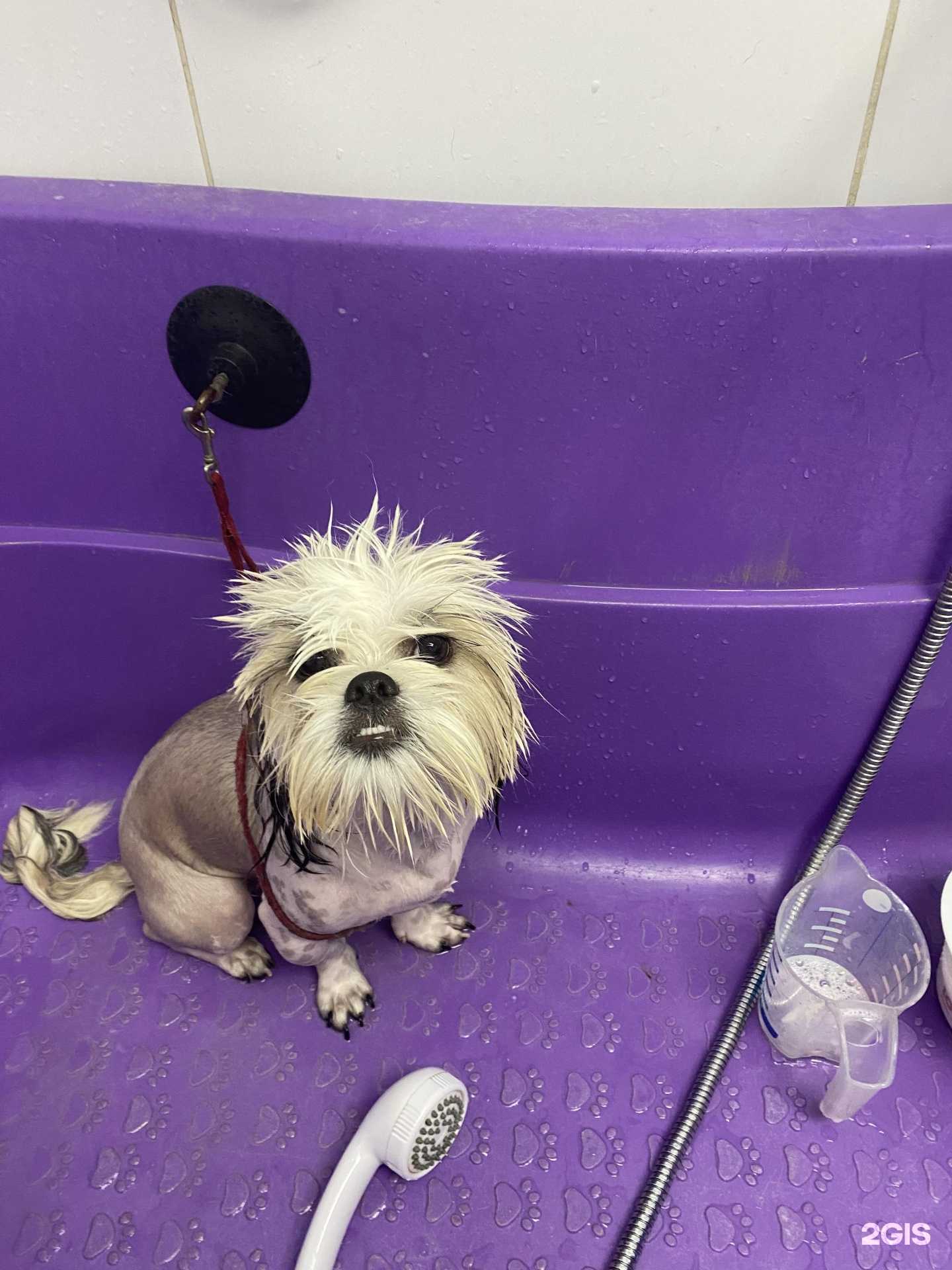 Отзывы на компанию Дон Бишон в Воронеже c фото