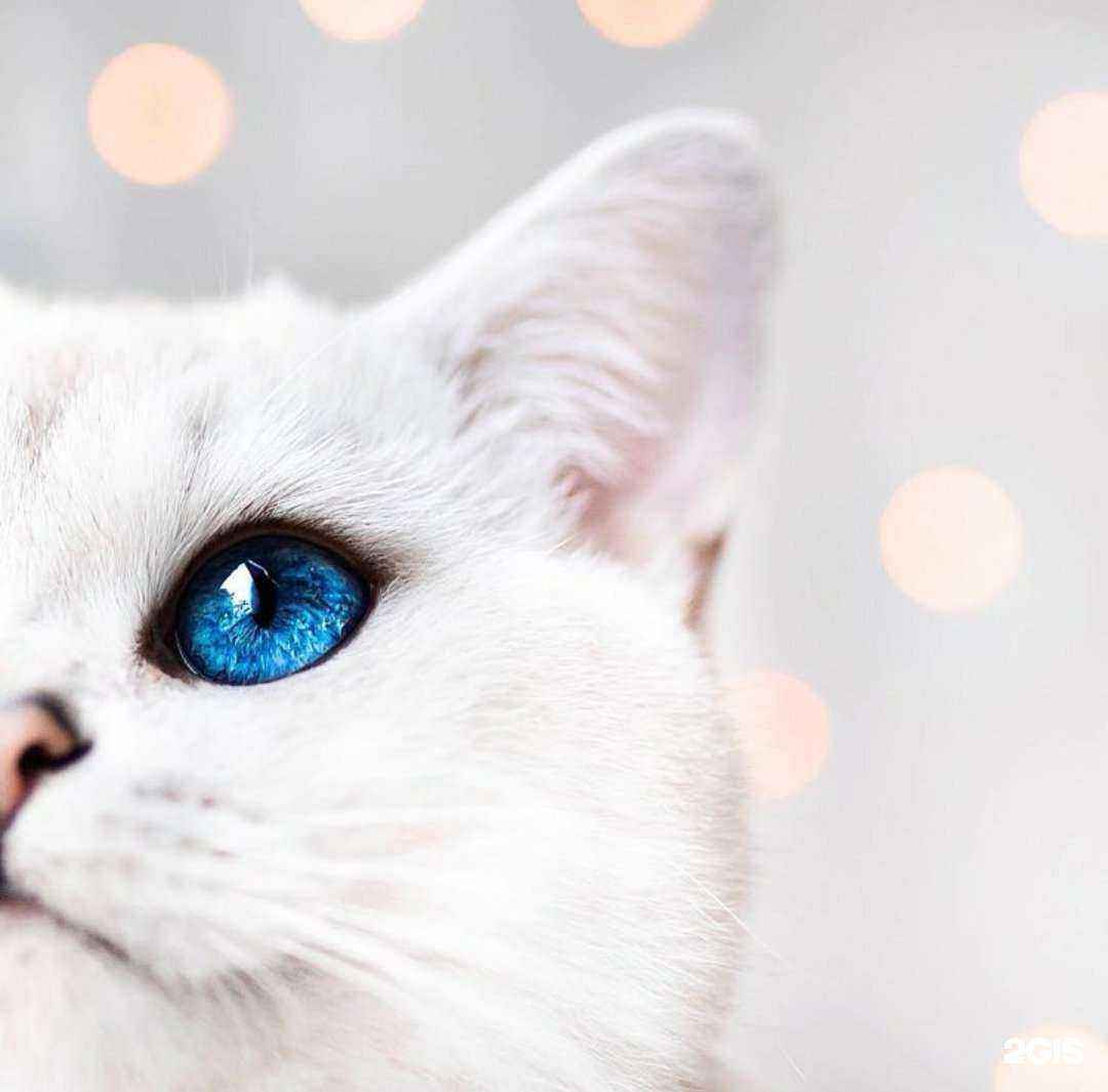 Отзывы на компанию Центр скорой ветеринарной помощи в г. Набережные Челны c фото