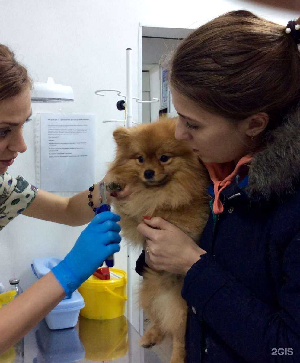 Отзывы на компанию Добровет24 в г. Иркутск c фото