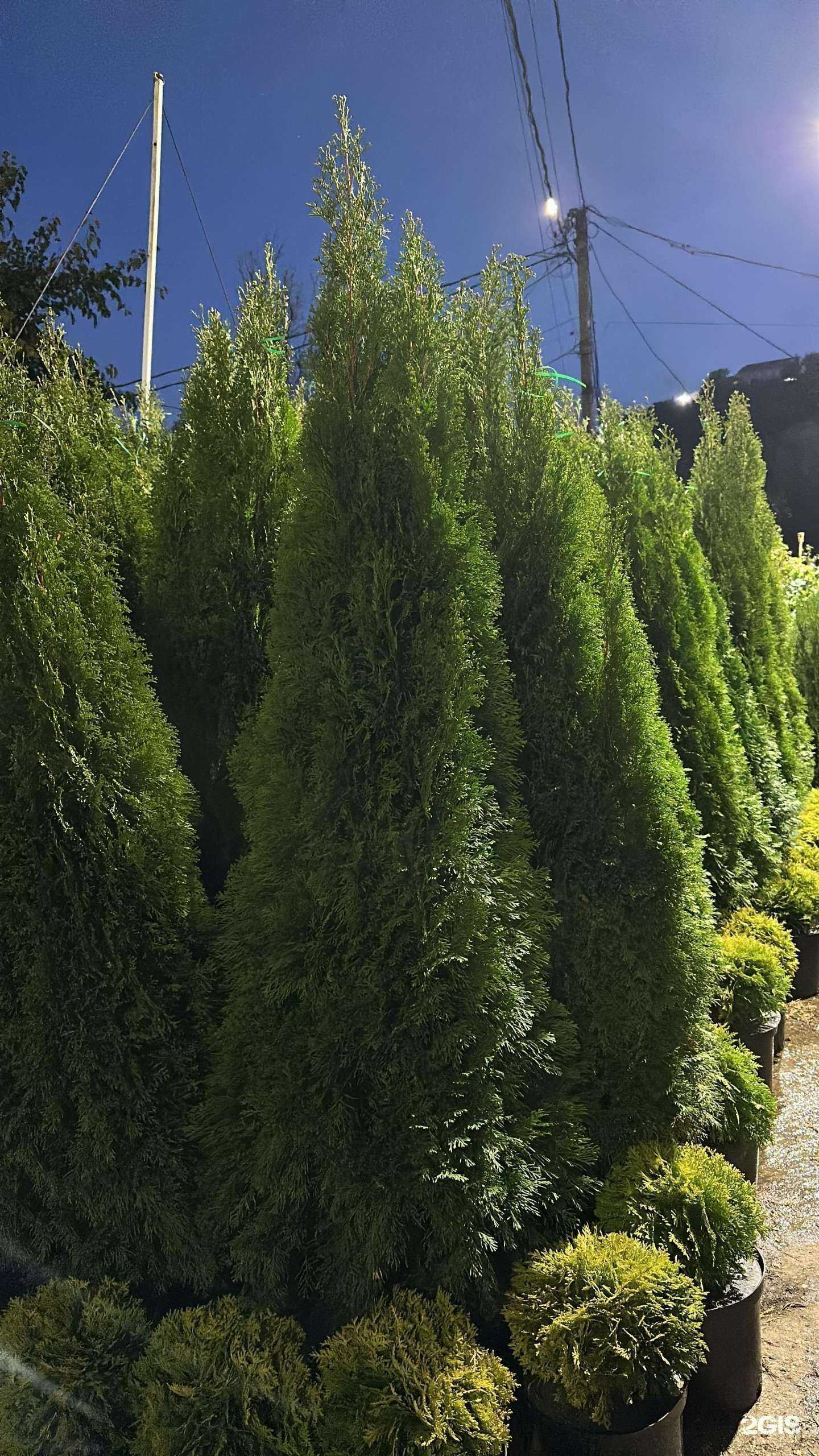 Отзывы на компанию Зелендия в г. Махачкала c фото