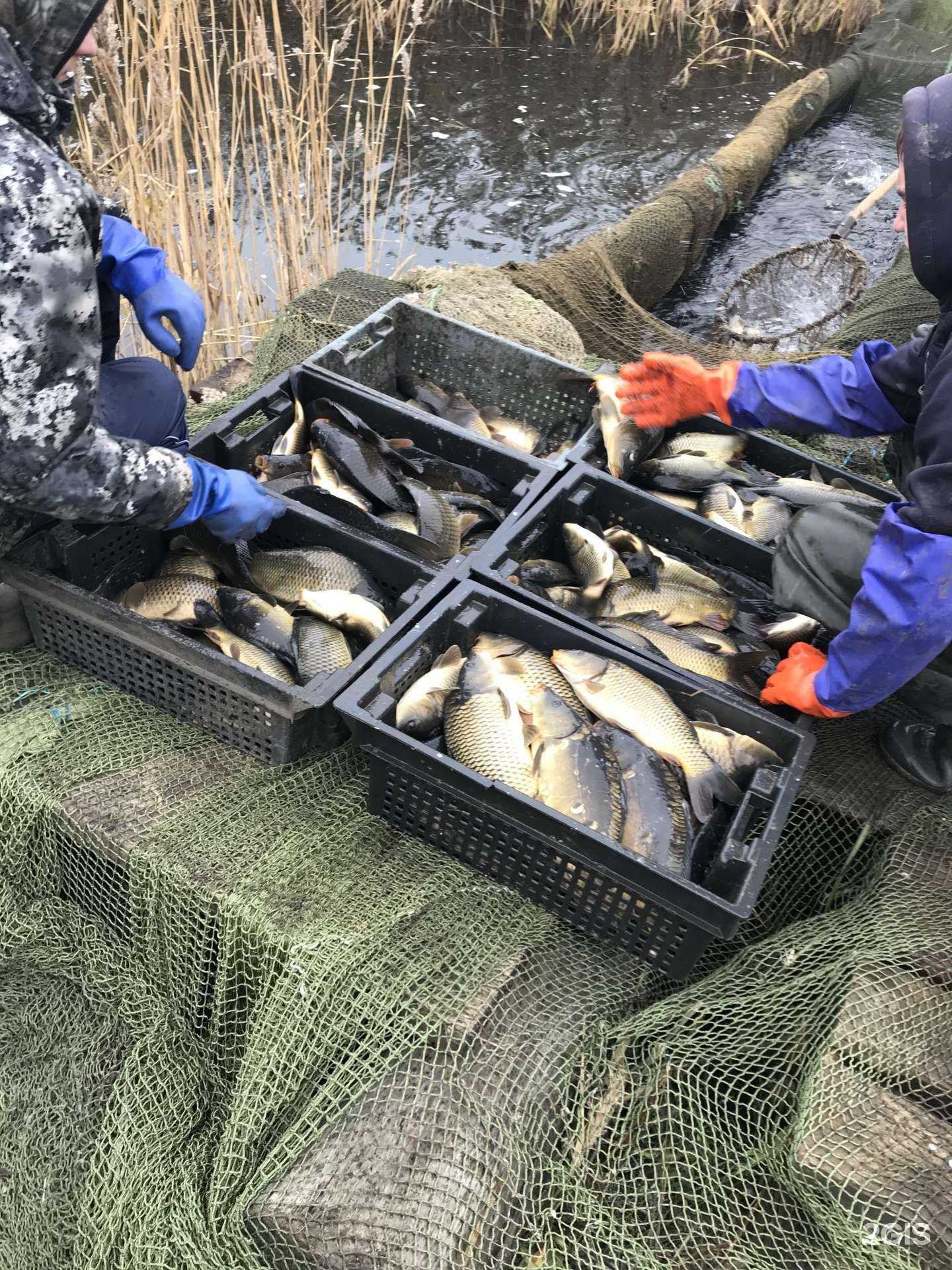 Отзывы на компанию Живая рыба в Самаре c фото