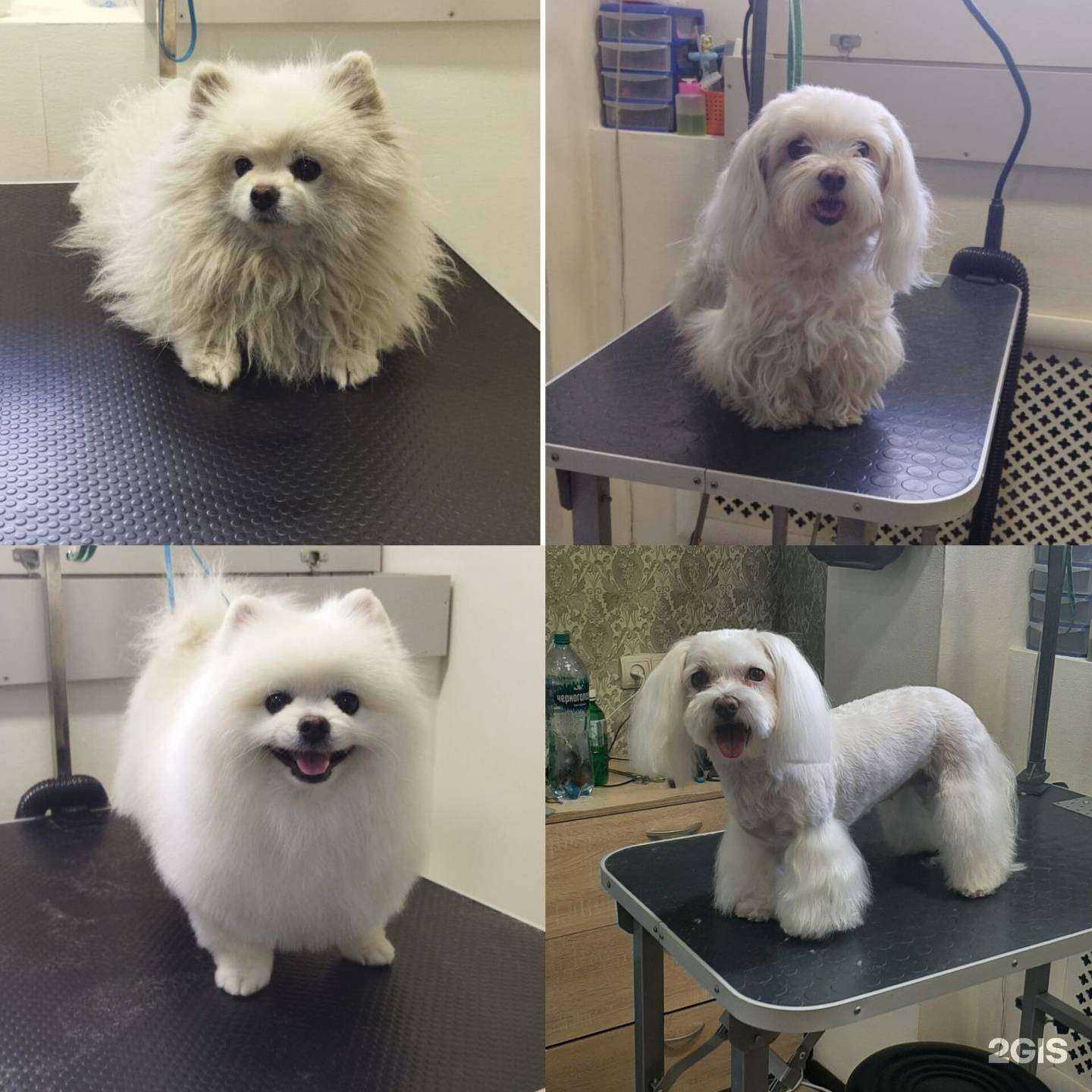 Отзывы на компанию Nika_Grooming в Ростове-на-Дону c фото