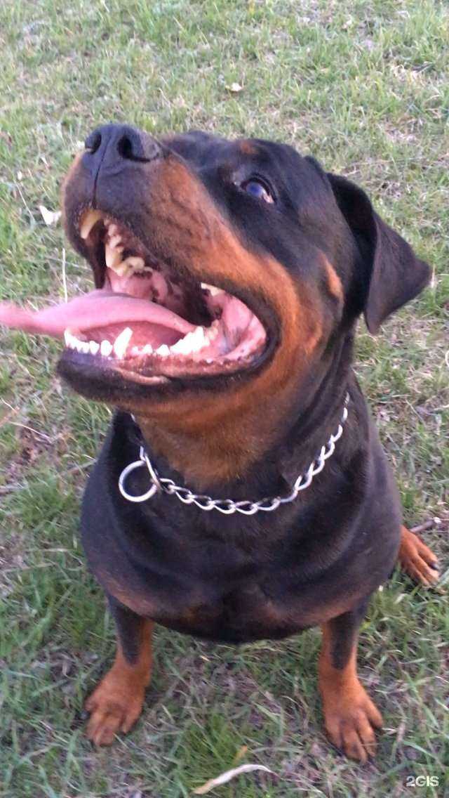 Отзывы на компанию Государственная ветеринарная лечебница в г. Волгодонск c фото