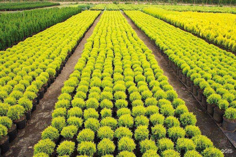 Отзывы на компанию Еврофлора в Краснодаре c фото