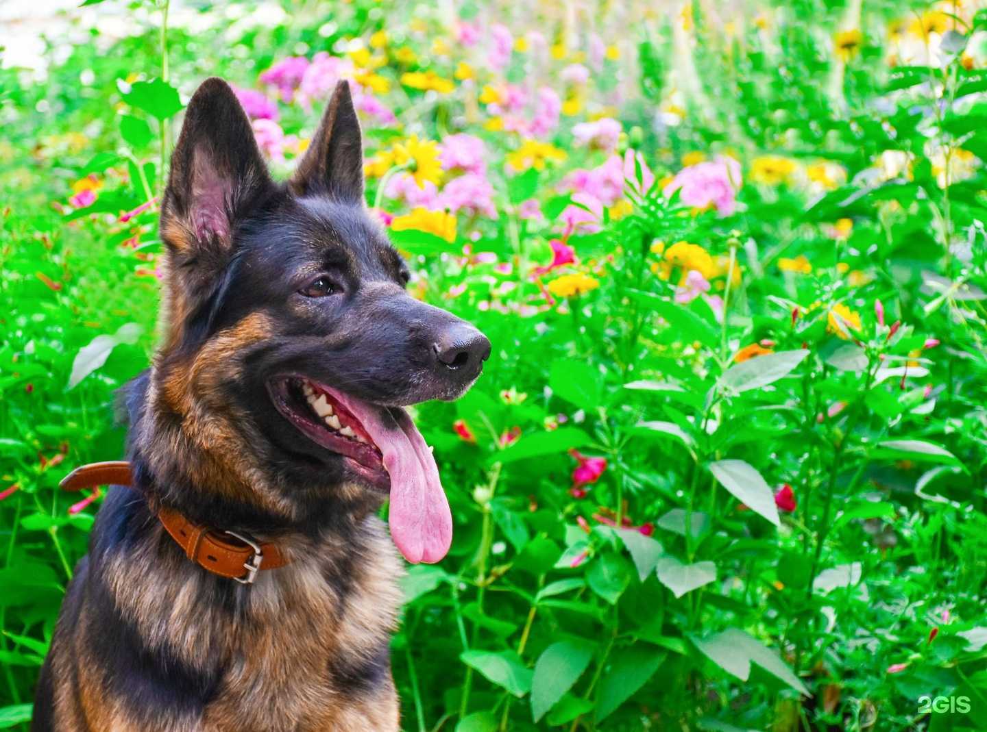 Отзывы на компанию Петто в Чите c фото